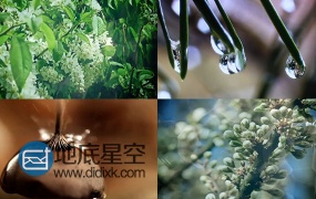 视频素材:雨水中的花草优雅清馨高清实拍视频素材