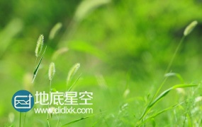 风中摇曳的狗尾巴草特写镜头高清实拍视频素材