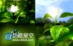 水滴树叶发芽生长向日葵大自然绿色植物绿叶视频素材