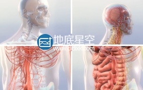 视频素材医疗人体三维效果视频