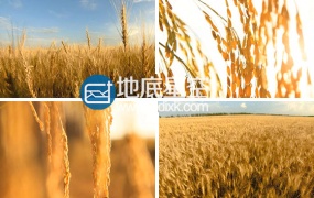 实拍视频 秋收摇曳金黄稻穗和航拍金黄麦穗麦田素材