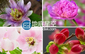 视频素材:实拍春天的花朵盛开过程实拍