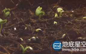 实拍素材:植物生长发芽视频素材