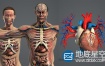 3D模型：男女人体解剖模型 Turbosquid – Male and Female Anatomy Complete Pack V05