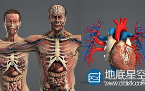 3D模型:男女人体解剖模型 Turbosquid – Male and Female Anatomy Complete Pack V05