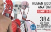 AE模板-E3D三维模型医学人体解剖学健康医疗展示演示动画Human Body Anatomy