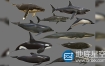 3D模型：鲨鱼鲸鱼海豚模型 CGTrader – Big Fish Collection Low poly – Animated Low-poly 3D model