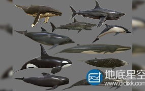 3D模型:鲨鱼鲸鱼海豚模型 CGTrader – Big Fish Collection Low poly – Animated Low-poly 3D model