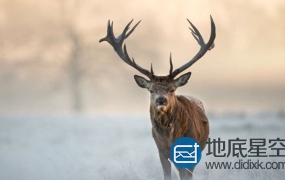 音效素材:载森林中咆哮的雄鹿声