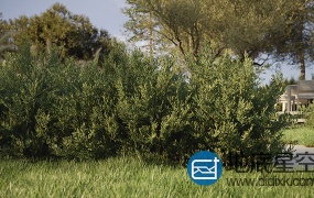 3D模型 :建筑表现植物树木模型 Maxtree – Plant Models Vol.13