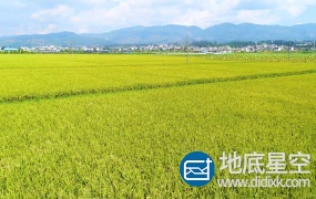 视频素材:航拍实拍超清黄金色水稻