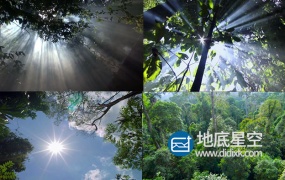 视频素材:大气原始光照森林光照穿过树叶素材