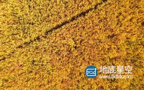 视频素材:航拍俯视农民收割水稻场景