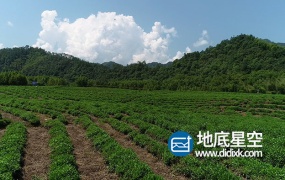 视频素材-航拍高清高山猴魁绿茶实拍素材