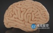 C4D模型-人体大脑C4D模型 Cerebro 3d model