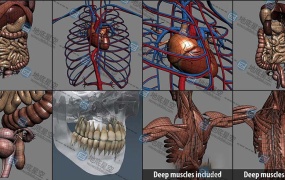 3D模型-人类男性和女性完整的解剖人体器官 肌肉 心脏 内脏 脉络 骨骼 生物器官