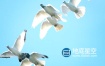 视频素材-实拍一群白鸽飞向蓝天慢动作延时拍摄