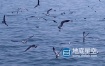 视频素材-自然风景海洋大海鸟翱翔海鸥海鸟飞翔