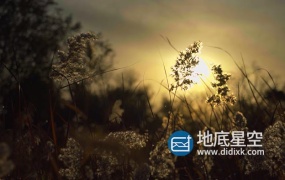 视频素材-金黄夕阳下的狗尾巴视频