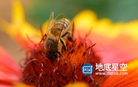 视频素材-秋天蜜蜂在花朵上采蜜实拍素材
