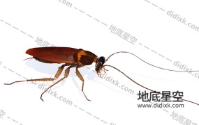 3D模板-蟑螂C4D模型