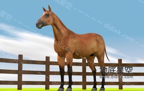 3D模型-棕色马匹草原骏马C4D模型动画