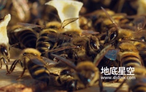 视频素材-蜜蜂在温暖的天气里在蜂巢的木框架之间行走