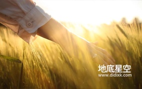 视频素材-手戴结婚戒指走在麦田抚摸麦子
