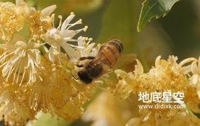 视频素材-实拍蜜蜂从花蕊中收集花粉