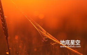 视频素材-日落时分小麦穗上的蜘蛛在织网