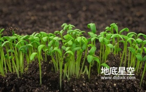 视频素材-植物生长发芽新生水芹沙拉植物在温室农业中快速生长延时摄影