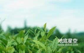 视频素材-实拍自然环境花草树木下雨特写视频
