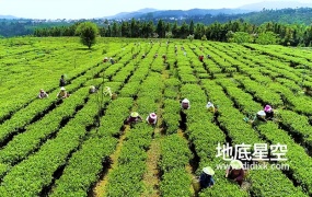 视频素材-航拍震撼的众人采茶场面视频