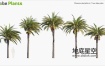 3D模型-棕榈树植物模型