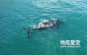 视频素材-航拍鲸鱼视频
