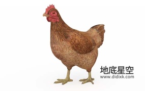 3D模型-黄色老母鸡C4D模型