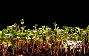 视频素材-植物种子破土发芽生长过程