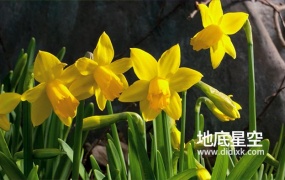 视频素材-种子破土而出成长开花视频