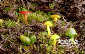 视频素材-植物快速生长视频