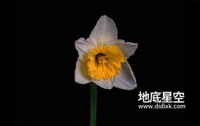 视频素材-从花骨朵到花开全过程视频