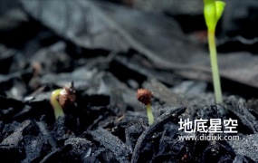 视频素材-植物种子破土生长过程视频