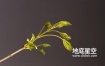 视频素材-实拍春季植物发芽叶子生长延时视频