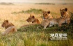 视频素材-实拍野生动物狮子休息视频