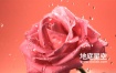 视频素材-实拍水滴落在玫瑰花上特写视频素材