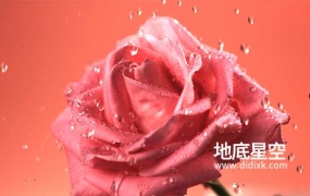 视频素材-实拍水滴落在玫瑰花上特写视频素材