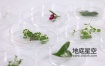 视频素材-圆形玻璃器皿中的各种实验植物叶子