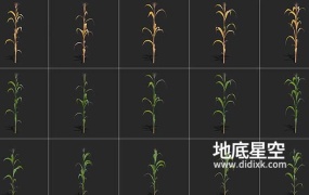 3D模型-农作物玉米从苗到成熟枯黄的生长过程