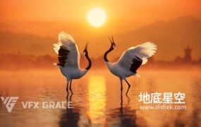 3D模型-丹顶鹤动画模型 VFX Grace – Red-Crowned Crane Animation