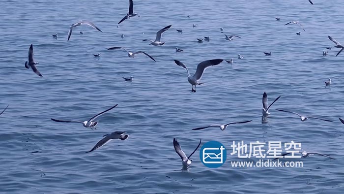 视频素材-自然风景海洋大海鸟翱翔海鸥海鸟飞翔