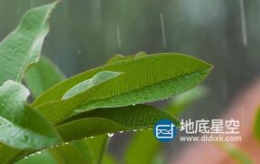 视频素材-下雨天雨打树叶实拍素材